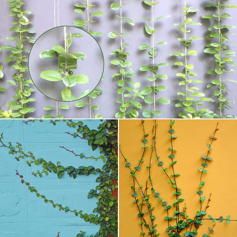 80 Pieces Plant Climbing Wall Fixture Clips, Geeric Plant Clips Self-Adhesive Plant Wall Fixer Clip Invisible Leaf Shape Vines Holder for Garden, Home Decor, Cable Wire Fixing