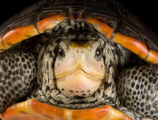 NATIONAL GEOGRAPHIC - Photo Ark - Diamondback Terrapin Photo by Joel Sartore - Hi-Def Image - Incredibly Detailed - Made in The UK - 100% Recycled Puzzle Board - 66cm X 50cm - Puzzles for Adults