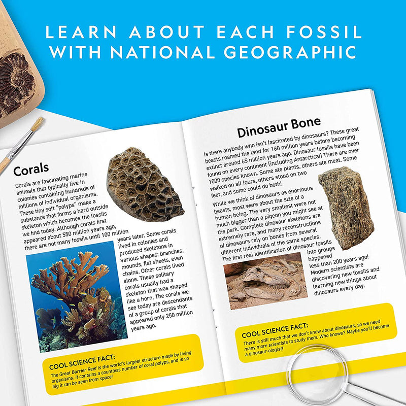 National Geographic Mega Fossil Dig Kit Excavate 15 Real Fossils Including Dinosaur Bones, Educational Toys, Great Gift for Girls and Boys, an Exclusive Science Kit