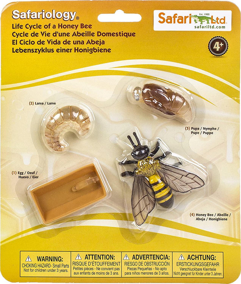 Safari 622716 Life Cycle of A Honey Bee