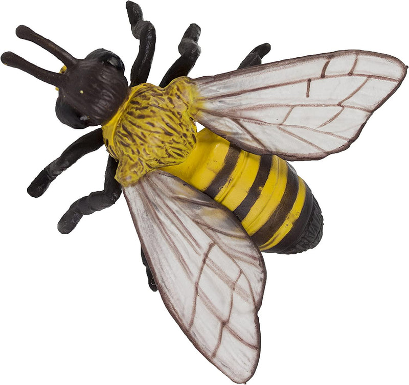 Safari 622716 Life Cycle of A Honey Bee