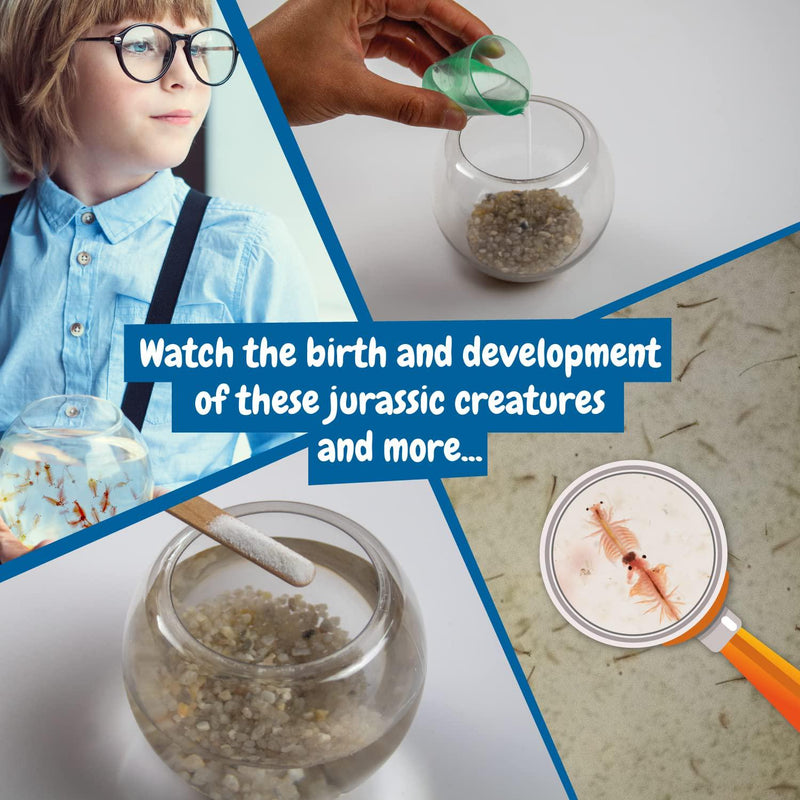 Science4you Brine Shrimp Hatchery kit - Artemias Jurassic Sea Creatures - Includes Artemias Brine Shrimp Eggs and Small Fish Tank - Create an Ecosystem with Sea Dragons - Science Kit for Kids Age 6+