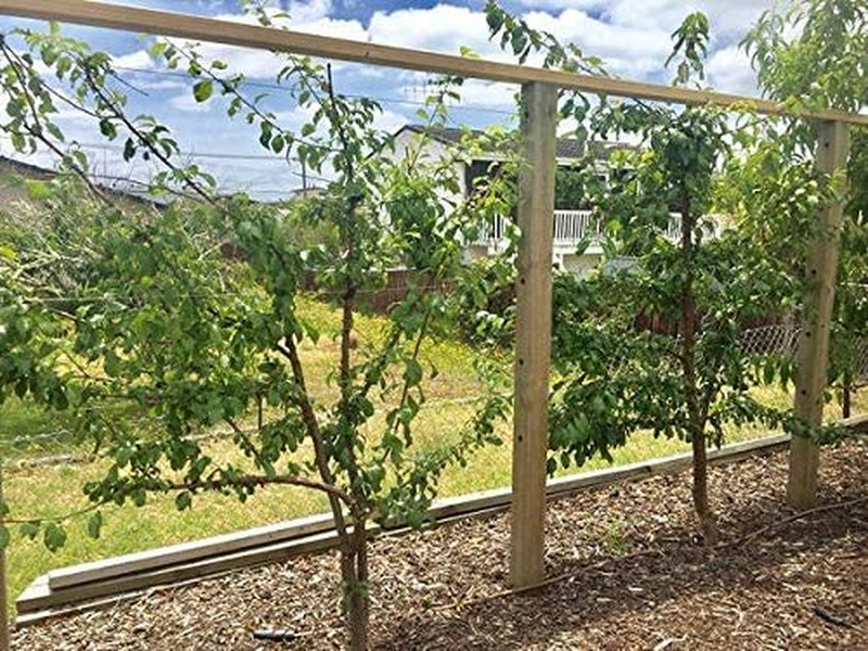 Espalar Post Mounted Heavy-Duty Espalier/Trellis Kit for Climbing Plants,Vines and Greenwalls (Wire Included)