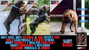 true-champion-dog-2-0-complete-dog-muscle-builder-supplement-vet-nutritionist-02-5e02d8c563d7fc00c24f7254ff7e8b9b.jpg