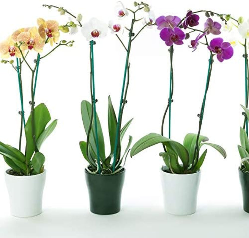 jetec-40-pieces-orchid-clips-plastic-garden-plant-clips-with-20-pieces-plant-support-stakes-20-pieces-metallic-twist-ties-for-supporting-stems-vines-stalks-grow-upright-38-cm-06-f02ba63306c08584ebad97a2f40f93a2_a1808250-f7e7-4efb-8d83-ff0a78258ce6.jpg