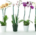 jetec-40-pieces-orchid-clips-plastic-garden-plant-clips-with-20-pieces-plant-support-stakes-20-pieces-metallic-twist-ties-for-supporting-stems-vines-stalks-grow-upright-38-cm-06-f02ba63306c08584ebad97a2f40f93a2_a1808250-f7e7-4efb-8d83-ff0a78258ce6.jpg
