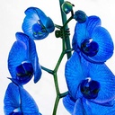 jetec-40-pieces-orchid-clips-plastic-garden-plant-clips-with-20-pieces-plant-support-stakes-20-pieces-metallic-twist-ties-for-supporting-stems-vines-stalks-grow-upright-38-cm-07-c657f9e266346bb9eda6e730a0bda53a_4262bb70-e25b-47e7-84ab-02f84cb13b9d.jpg