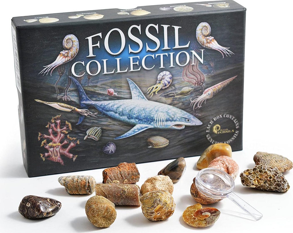 fossil-collection-kit-contains-15-genuine-fossils-pack-of-1-02-Fossil_Collection_Ki_4cac97bbc4782fea22ab8e7e2fed5b0f.jpg