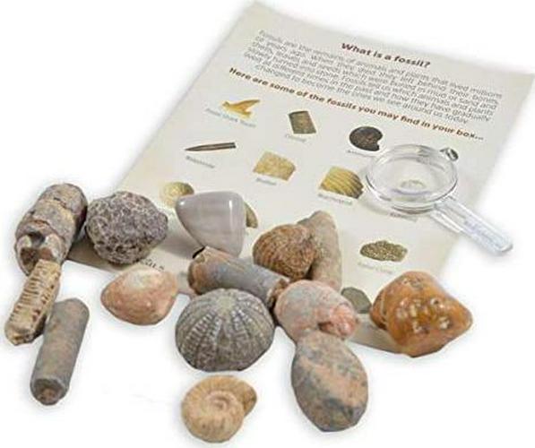 fossil-collection-kit-contains-15-genuine-fossils-pack-of-1-04-Fossil_Collection_Ki_11bf9289a9aefd43f26cbcdf44153ed7.jpg
