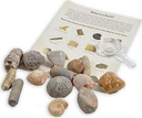 fossil-collection-kit-contains-15-genuine-fossils-pack-of-1-04-Fossil_Collection_Ki_11bf9289a9aefd43f26cbcdf44153ed7.jpg