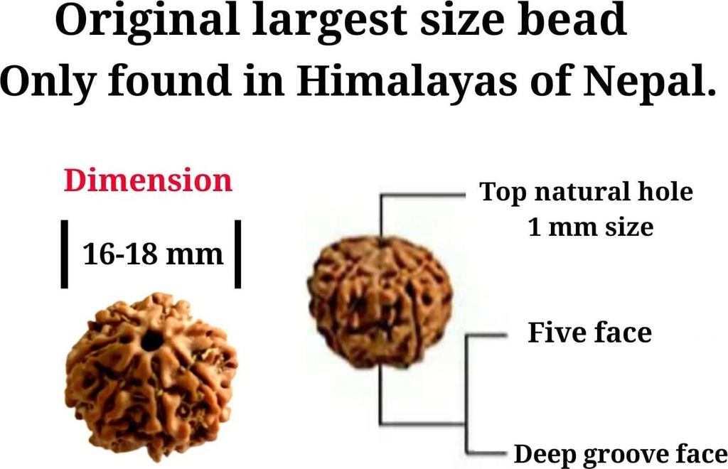 himalayan-organic-rudraksha-mala-with-bigger-size-16-18-mm-and-108-1-prayer-guru-beads-grown-up-in-high-himalaya-of-nepal-without-chemical-wax-and-color-treatment-good-for-puja-yoga-meditation-07-Himalayan_Organic_Ru_727bb40aca8e1ad52c90d047308988b0.jpg