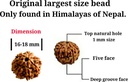 himalayan-organic-rudraksha-mala-with-bigger-size-16-18-mm-and-108-1-prayer-guru-beads-grown-up-in-high-himalaya-of-nepal-without-chemical-wax-and-color-treatment-good-for-puja-yoga-meditation-07-Himalayan_Organic_Ru_727bb40aca8e1ad52c90d047308988b0.jpg