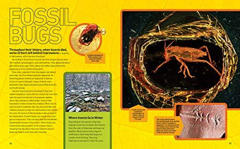 ultimate-bugopedia-the-most-complete-bug-reference-ever-national-geographic-kids-03-Ultimate_Bugopedia_T_02ebb68e28e5f81ece94130337fcb8f8.jpg