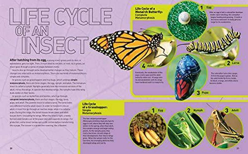ultimate-bugopedia-the-most-complete-bug-reference-ever-national-geographic-kids-04-Ultimate_Bugopedia_T_c47cbcb9ea7734987e803b39b6f857b6.jpg