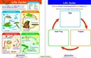 newpath-learning-10-piece-mastering-science-visual-learning-guides-set-grade-1-03-NewPath_Learning_10__bdedafc9be5b6da29c7e053509bb99ab.jpg