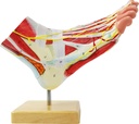 generies-natural-large-foot-anatomical-model-9-parts-with-81-digital-signs-and-corresponding-text-descriptions-icluding-bones-muscles-ligaments-nerves-and-blood-vessels-of-the-human-foot-02-Generies_Natural_Lar_6cea1a5cdadb889399acb61e05b8eca5.jpg