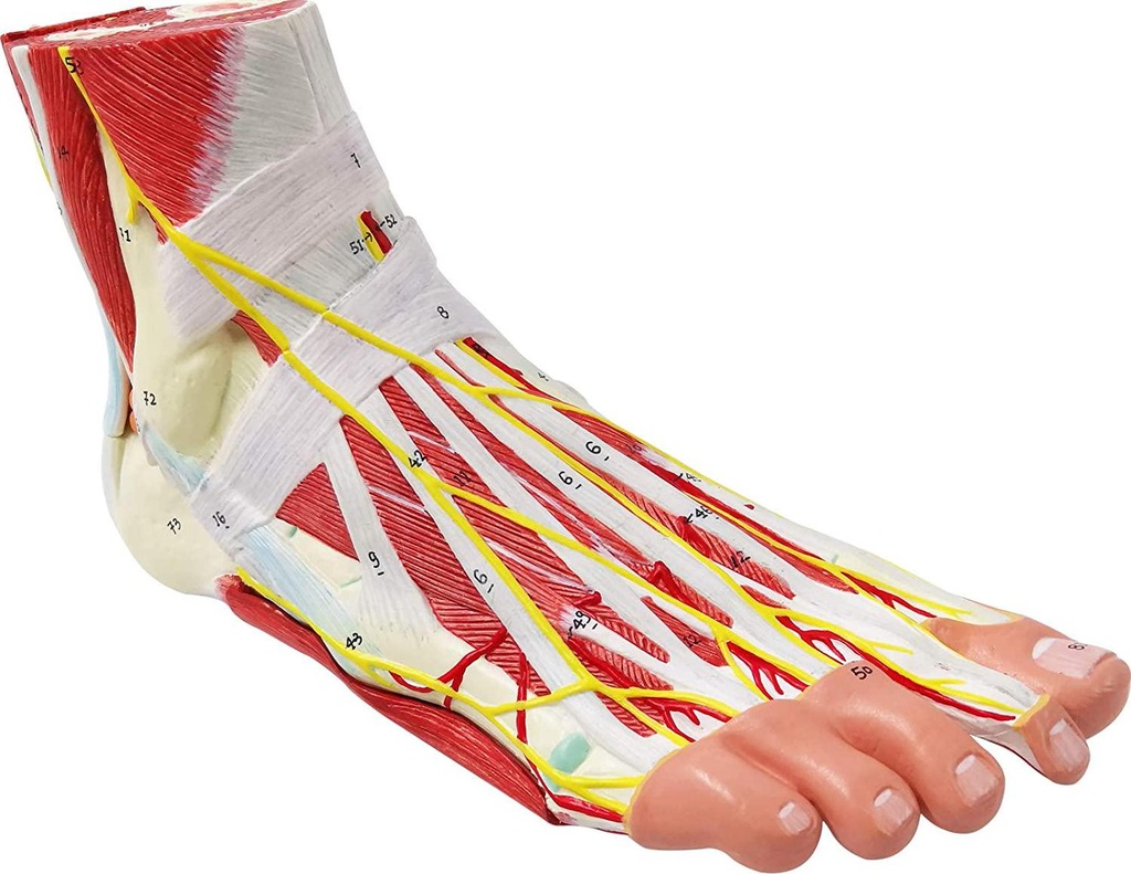 generies-natural-large-foot-anatomical-model-9-parts-with-81-digital-signs-and-corresponding-text-descriptions-icluding-bones-muscles-ligaments-nerves-and-blood-vessels-of-the-human-foot-03-Generies_Natural_Lar_68f2a9b1066e52d176212cf07e014c3d.jpg