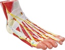 generies-natural-large-foot-anatomical-model-9-parts-with-81-digital-signs-and-corresponding-text-descriptions-icluding-bones-muscles-ligaments-nerves-and-blood-vessels-of-the-human-foot-03-Generies_Natural_Lar_68f2a9b1066e52d176212cf07e014c3d.jpg