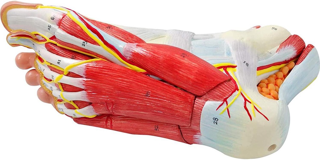 generies-natural-large-foot-anatomical-model-9-parts-with-81-digital-signs-and-corresponding-text-descriptions-icluding-bones-muscles-ligaments-nerves-and-blood-vessels-of-the-human-foot-04-Generies_Natural_Lar_24fbe6c1d66a49cf07c7c51d73e768f4.jpg