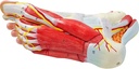 generies-natural-large-foot-anatomical-model-9-parts-with-81-digital-signs-and-corresponding-text-descriptions-icluding-bones-muscles-ligaments-nerves-and-blood-vessels-of-the-human-foot-04-Generies_Natural_Lar_24fbe6c1d66a49cf07c7c51d73e768f4.jpg