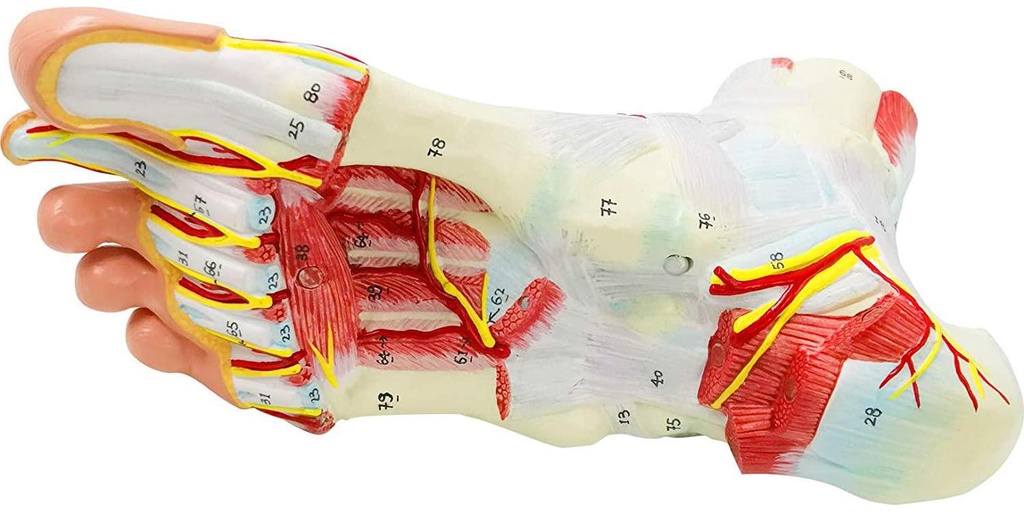 generies-natural-large-foot-anatomical-model-9-parts-with-81-digital-signs-and-corresponding-text-descriptions-icluding-bones-muscles-ligaments-nerves-and-blood-vessels-of-the-human-foot-05-Generies_Natural_Lar_526096c39d04cf0db59bf7a106551acb.jpg