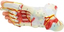 generies-natural-large-foot-anatomical-model-9-parts-with-81-digital-signs-and-corresponding-text-descriptions-icluding-bones-muscles-ligaments-nerves-and-blood-vessels-of-the-human-foot-05-Generies_Natural_Lar_526096c39d04cf0db59bf7a106551acb.jpg