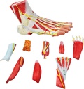 generies-natural-large-foot-anatomical-model-9-parts-with-81-digital-signs-and-corresponding-text-descriptions-icluding-bones-muscles-ligaments-nerves-and-blood-vessels-of-the-human-foot-06-Generies_Natural_Lar_f928009c75172c0ca18b06cb47d3ff04.jpg