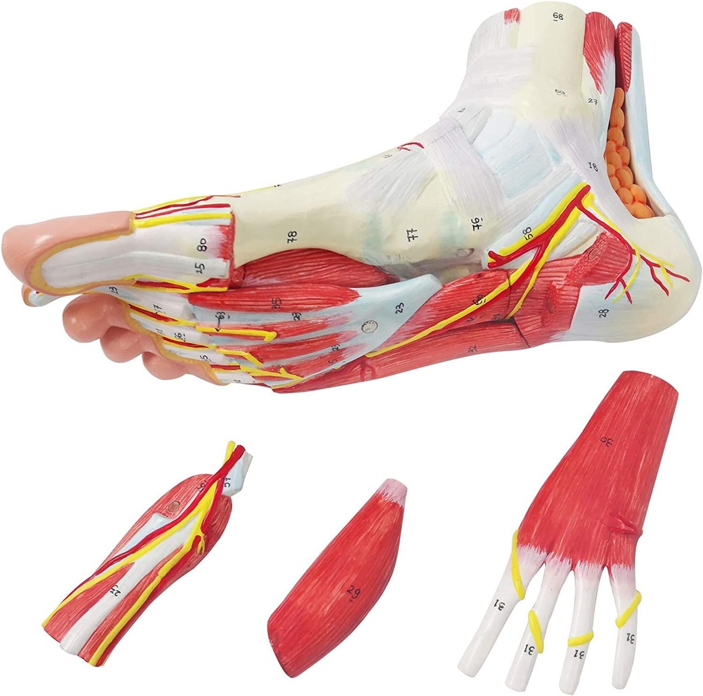 generies-natural-large-foot-anatomical-model-9-parts-with-81-digital-signs-and-corresponding-text-descriptions-icluding-bones-muscles-ligaments-nerves-and-blood-vessels-of-the-human-foot-07-Generies_Natural_Lar_9443d07118a62de618a26ebb8da74310.jpg