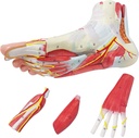 generies-natural-large-foot-anatomical-model-9-parts-with-81-digital-signs-and-corresponding-text-descriptions-icluding-bones-muscles-ligaments-nerves-and-blood-vessels-of-the-human-foot-07-Generies_Natural_Lar_9443d07118a62de618a26ebb8da74310.jpg
