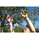 felco-one-handed-ergonomic-compact-pruning-steel-blade-shears-7-8-02-cca93ee896936359b0e70901fd1560bc.jpg