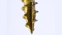 grk-8-01075-x-1-3-4-r4-multi-purpose-screws-925-count-gold-08-90583fbd36c27fb90e1460e1699aed0a_94557adc-438d-42c9-b8c2-1b295c597fe7.jpg