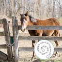 gate-chain-lock-for-outdoor-fence-20-inch-stainless-steel-gate-link-chain-latch-with-double-ended-carabiners-for-pet-cages-horse-goat-cow-corral-supplies-3mm-thick-05-3f8f755c772b699ef00c0484cb243c5f.jpg