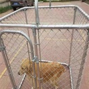 1-3-8-kennel-gate-latch-butterfly-latches-chain-link-fence-gate-latch-lock-for-dog-kennels-and-kennel-panels-from-1-1-4-to-1-3-8-kennel-gate-frame-06-d2f36110799943adc299dde913f1df6f.jpg