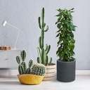 kante-15-7-dia-round-concrete-planter-modern-style-large-cylindrical-plant-pot-1-04-3063f1266eab46ac82b8c4b47f34b709.jpg