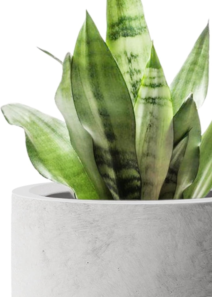 kante-23-6-h-natural-concrete-finish-concrete-tall-planters-large-outdoor-indoo-08-4957e982e88dcc96300cefe52c61515b.jpg