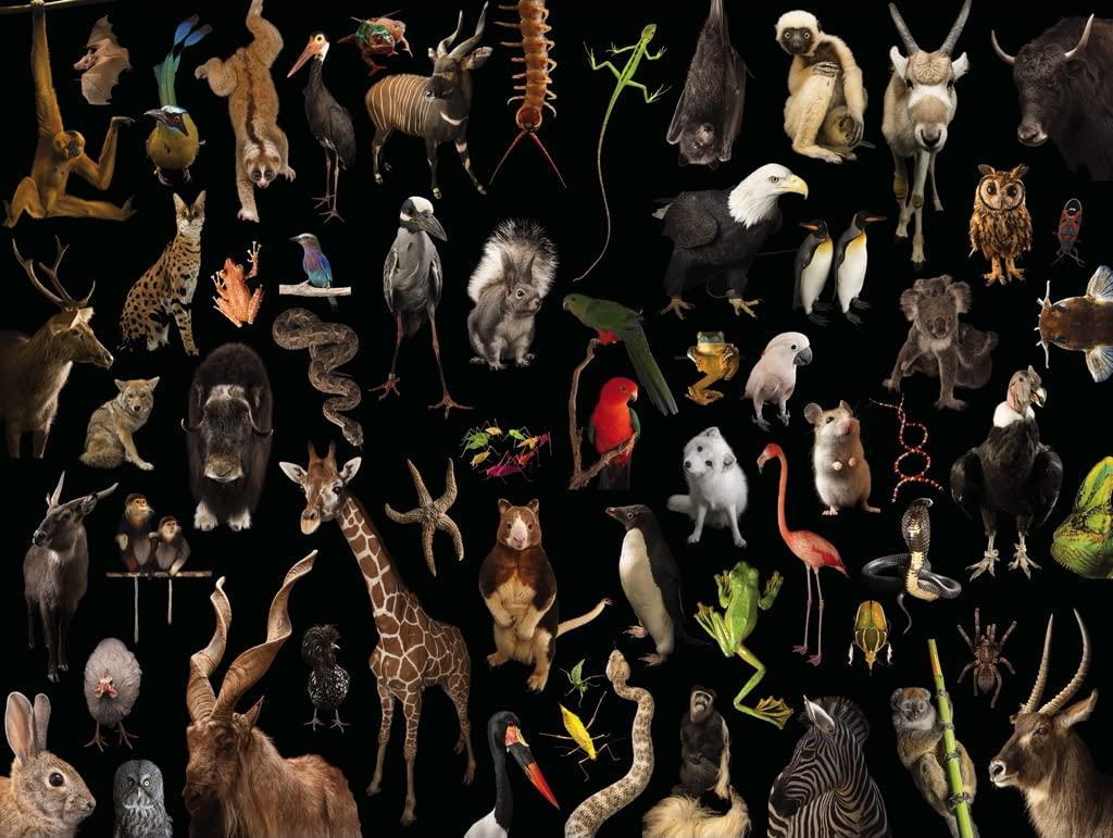 New York Puzzle Company - National Geographic Photo Ark Greatest Hits - 1000 Piece Jigsaw Puzzle