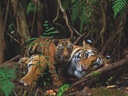 New York Puzzle Company - National Geographic Mother Tiger and Cub - 1000 Piece Jigsaw Puzzle