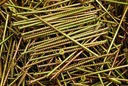 (500) Phillips Bugle Head 10 X 5 Coarse Drywall Wood Screw - Yellow Zinc Bulk